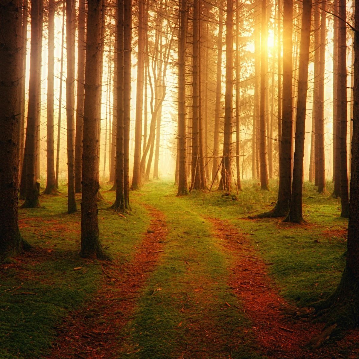 A winding forest path with sunlight ahead, representing reflection, hesitation, and the journey of asking do I need a life coach.